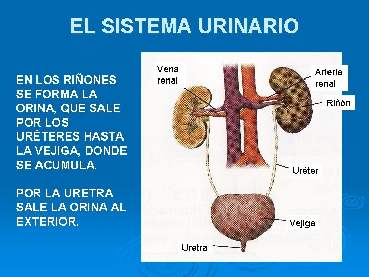 EL SISTEMA URINARIO EN LOS RIÑONES SE FORMA LA ORINA, QUE SALE POR LOS
