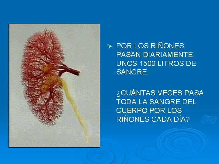 Ø POR LOS RIÑONES PASAN DIARIAMENTE UNOS 1500 LITROS DE SANGRE. ¿CUÁNTAS VECES PASA