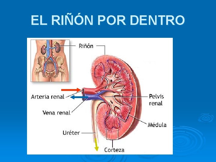 EL RIÑÓN POR DENTRO 