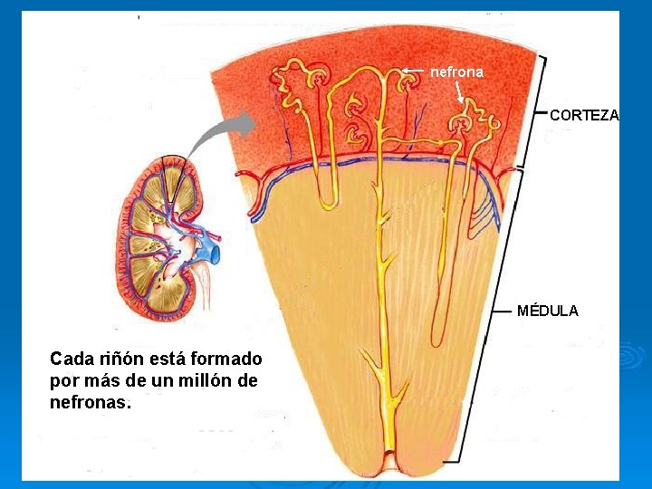 nefrona CORTEZA MÉDULA Cada riñón está formado por más de un millón de nefronas.