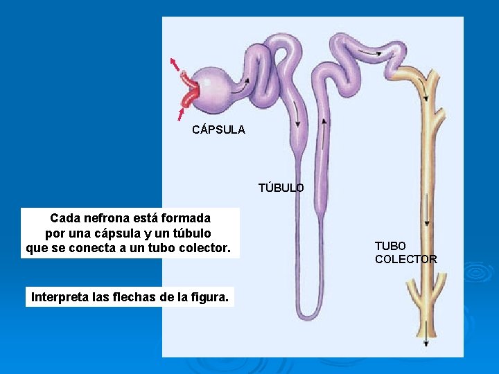 CÁPSULA TÚBULO Cada nefrona está formada por una cápsula y un túbulo que se