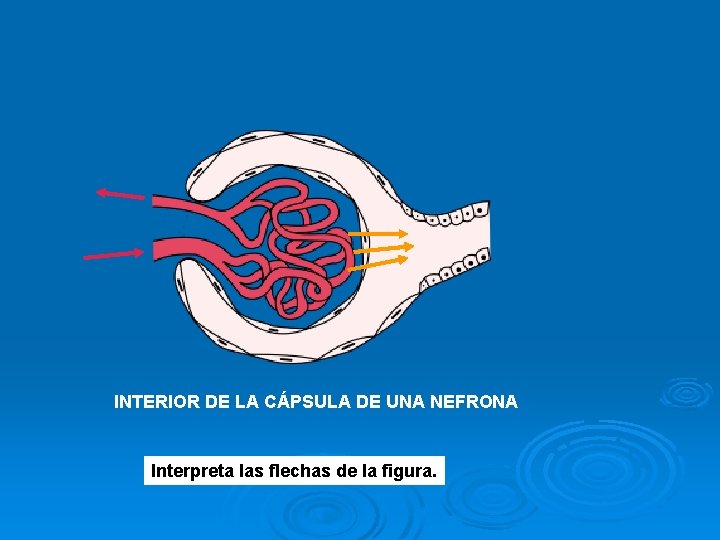 INTERIOR DE LA CÁPSULA DE UNA NEFRONA Interpreta las flechas de la figura. 