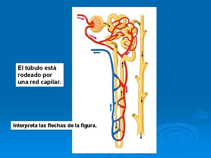 El túbulo está rodeado por una red capilar. Interpreta las flechas de la figura.