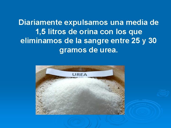 Diariamente expulsamos una media de 1, 5 litros de orina con los que eliminamos