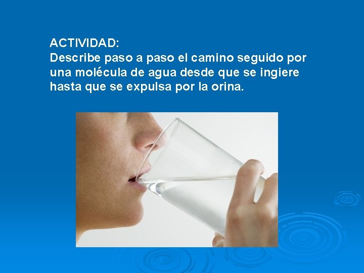 ACTIVIDAD: Describe paso a paso el camino seguido por una molécula de agua desde