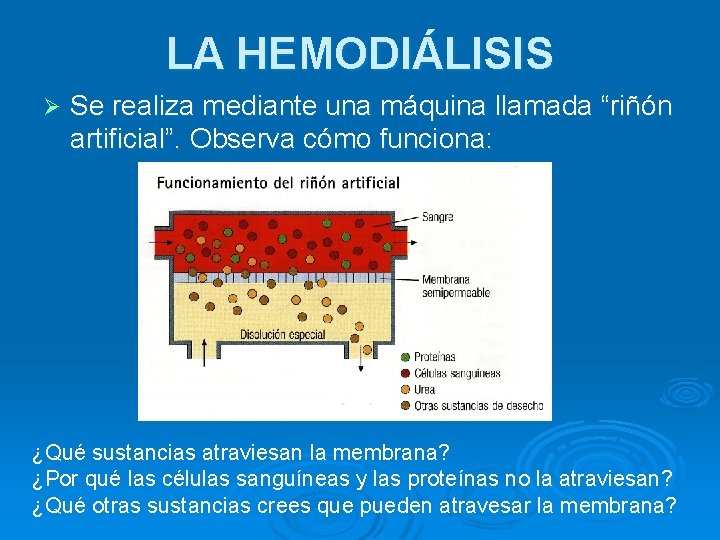 LA HEMODIÁLISIS Ø Se realiza mediante una máquina llamada “riñón artificial”. Observa cómo funciona: