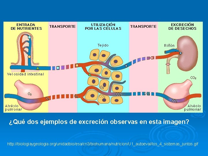 EL SISTEMA URINARIO Y LA EXCRECIN QU ES