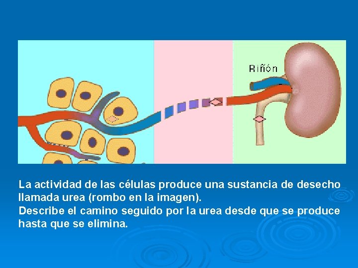 La actividad de las células produce una sustancia de desecho llamada urea (rombo en