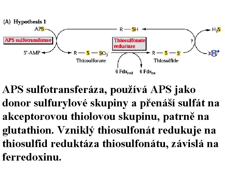 APS sulfotransferáza, používá APS jako donor sulfurylové skupiny a přenáší sulfát na akceptorovou thiolovou