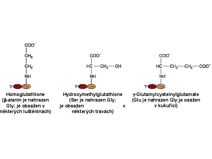 Homoglutathione (b-alanin je nahrazen Gly; je obsažen v některých luštěninách) Hydroxymethylglutathione (Ser je nahrazen
