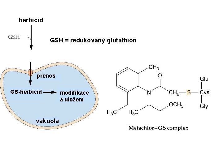 herbicid GSH = redukovaný glutathion přenos GS-herbicid vakuola modifikace a uložení 