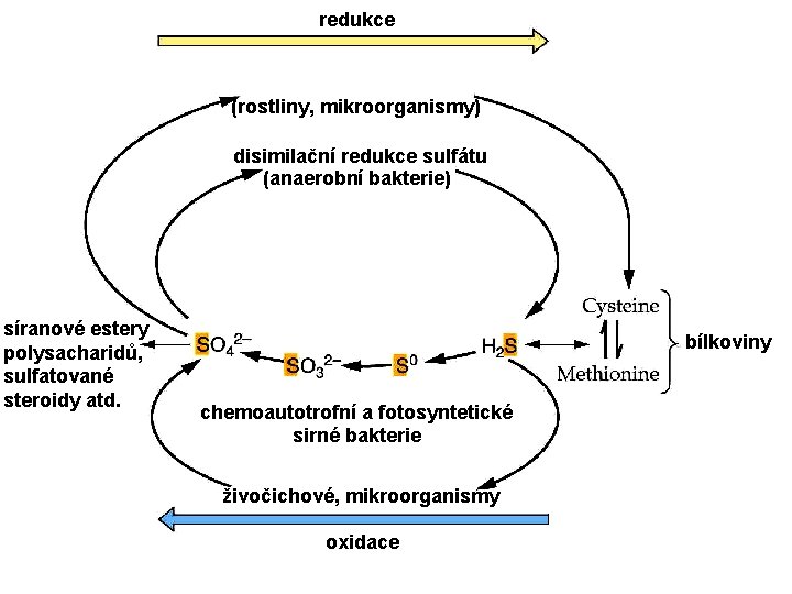 redukce (rostliny, mikroorganismy) disimilační redukce sulfátu (anaerobní bakterie) síranové estery polysacharidů, sulfatované steroidy atd.