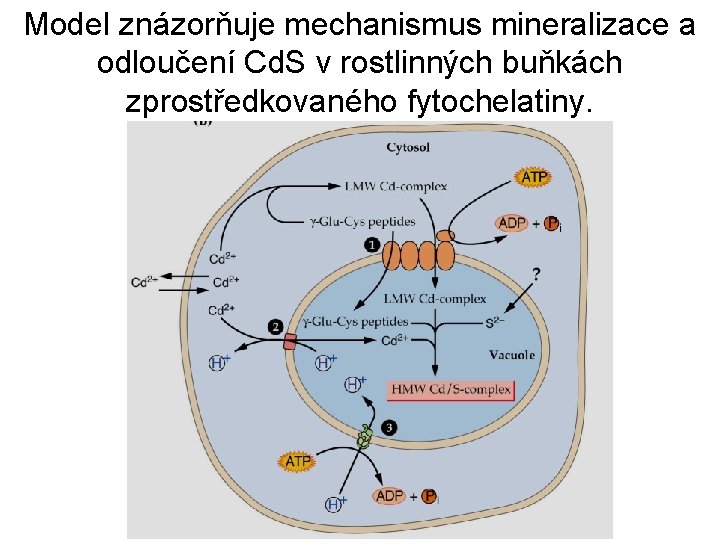 Model znázorňuje mechanismus mineralizace a odloučení Cd. S v rostlinných buňkách zprostředkovaného fytochelatiny. 