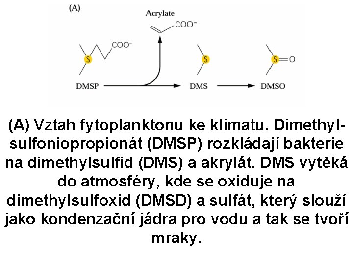 (A) Vztah fytoplanktonu ke klimatu. Dimethylsulfoniopropionát (DMSP) rozkládají bakterie na dimethylsulfid (DMS) a akrylát.
