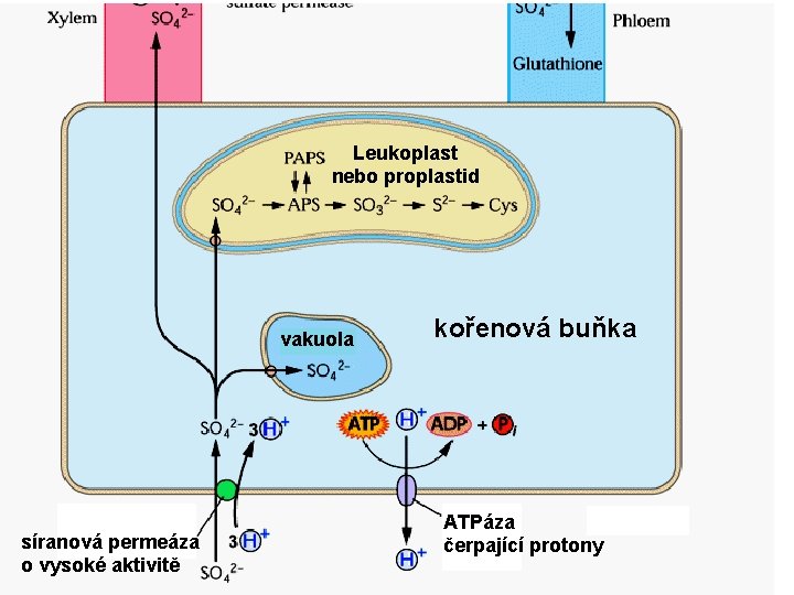 Leukoplast nebo proplastid vakuola síranová permeáza o vysoké aktivitě kořenová buňka ATPáza čerpající protony