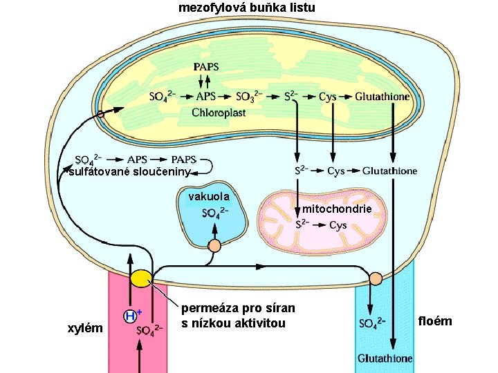 mezofylová buňka listu sulfátované sloučeniny vakuola mitochondrie xylém permeáza pro síran s nízkou aktivitou