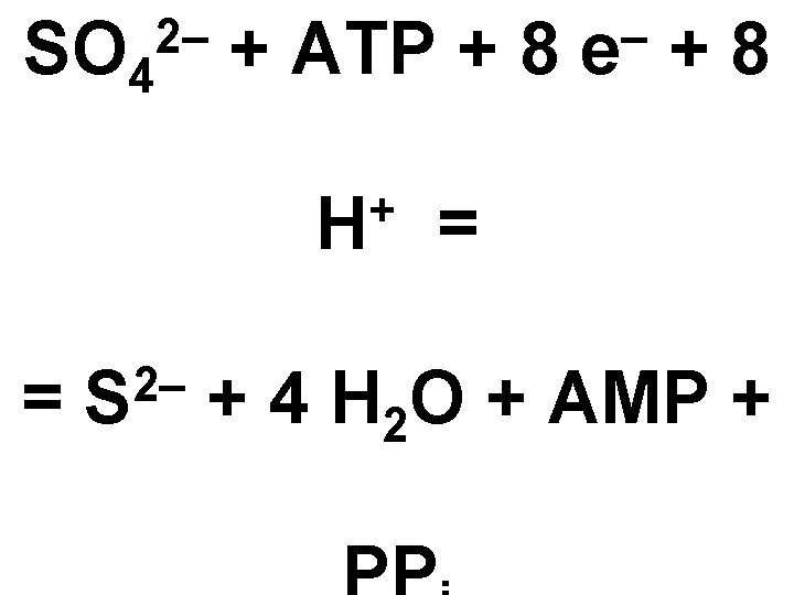 SO 4 2– + ATP + 8 + H = 2– S – e