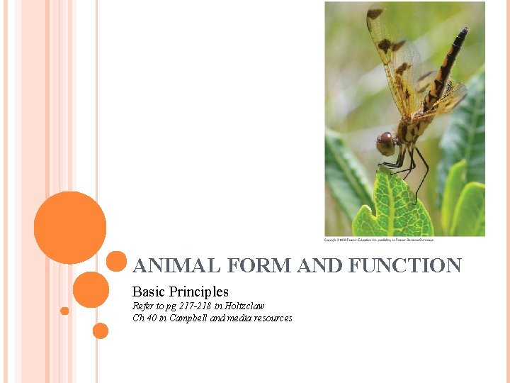 ANIMAL FORM AND FUNCTION Basic Principles Refer to pg 217 -218 in Holtzclaw Ch