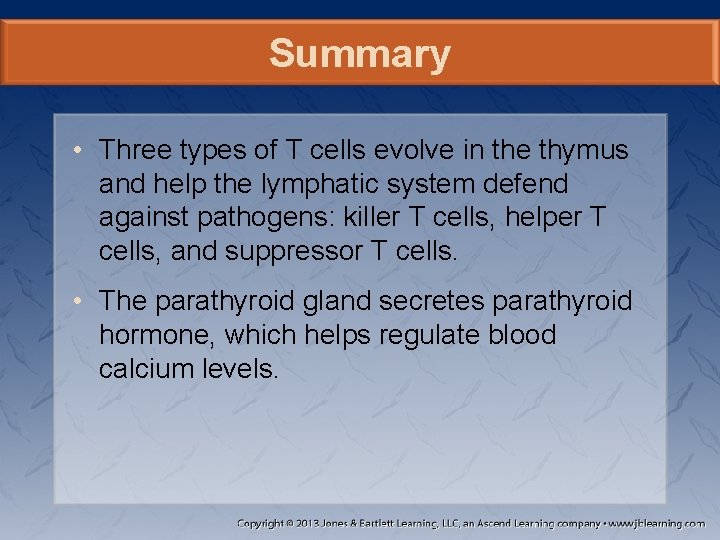 Summary • Three types of T cells evolve in the thymus and help the
