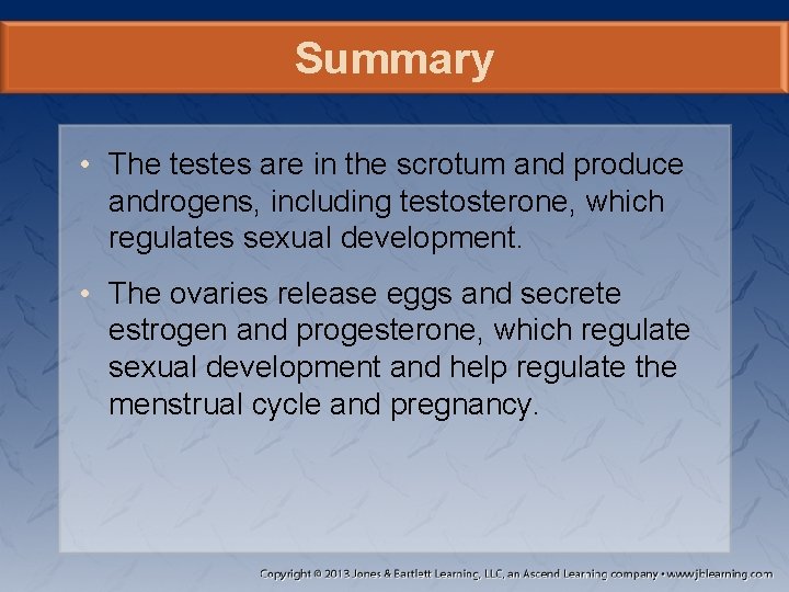 Summary • The testes are in the scrotum and produce androgens, including testosterone, which