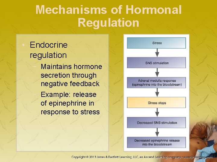 Mechanisms of Hormonal Regulation • Endocrine regulation − Maintains hormone secretion through negative feedback
