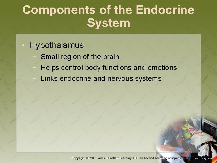 Components of the Endocrine System • Hypothalamus − Small region of the brain −