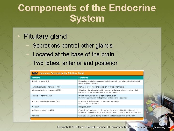 Components of the Endocrine System • Pituitary gland − Secretions control other glands −