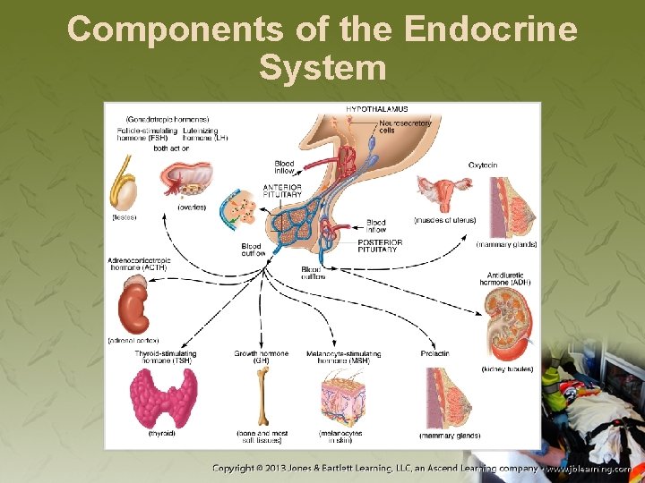 Components of the Endocrine System 