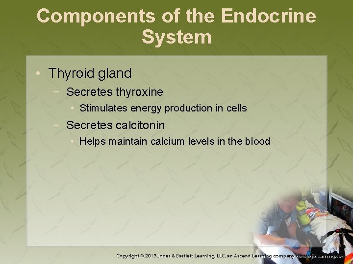 Components of the Endocrine System • Thyroid gland − Secretes thyroxine • Stimulates energy