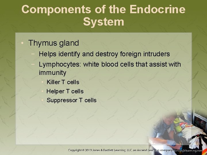 Components of the Endocrine System • Thymus gland − Helps identify and destroy foreign