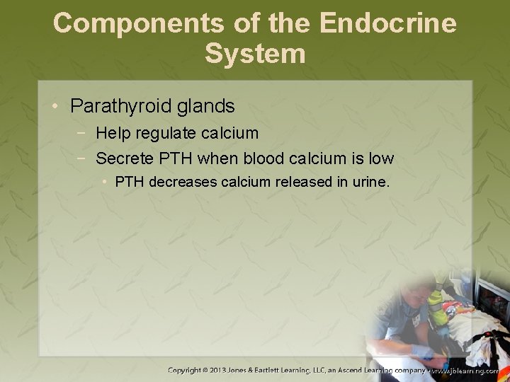 Components of the Endocrine System • Parathyroid glands − Help regulate calcium − Secrete