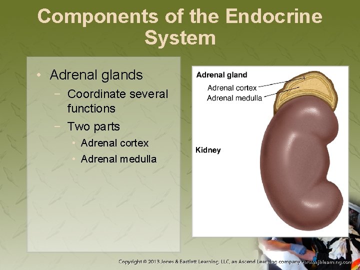Components of the Endocrine System • Adrenal glands − Coordinate several functions − Two