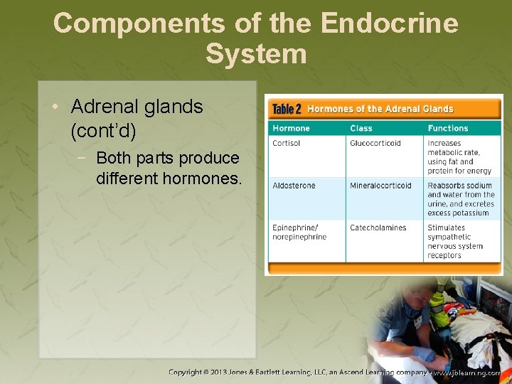 Components of the Endocrine System • Adrenal glands (cont’d) − Both parts produce different