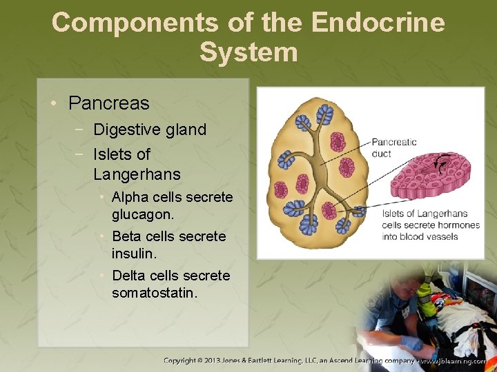 Components of the Endocrine System • Pancreas − Digestive gland − Islets of Langerhans