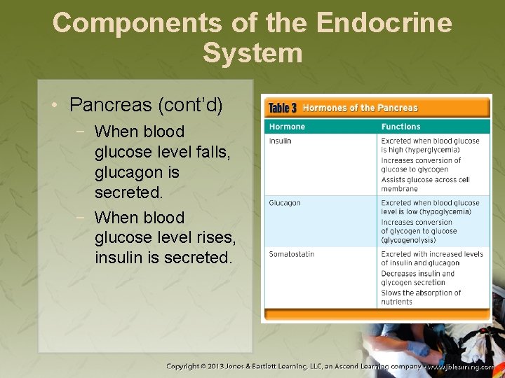 Components of the Endocrine System • Pancreas (cont’d) − When blood glucose level falls,