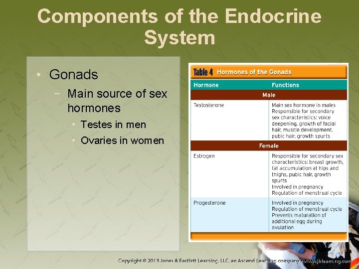 Components of the Endocrine System • Gonads − Main source of sex hormones •