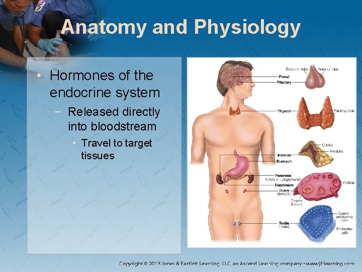Anatomy and Physiology • Hormones of the endocrine system − Released directly into bloodstream