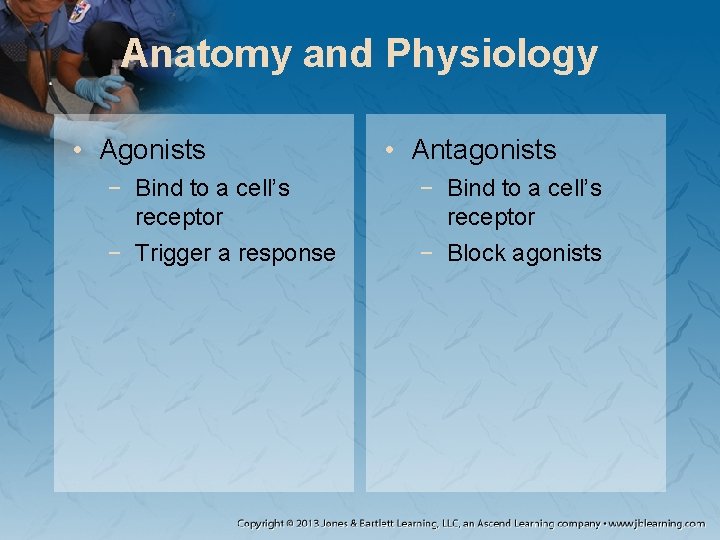 Anatomy and Physiology • Agonists − Bind to a cell’s receptor − Trigger a
