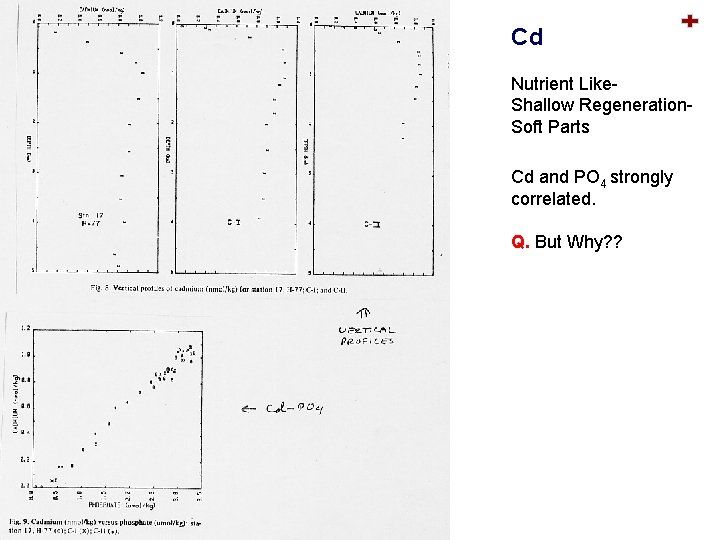 Cd Nutrient Like. Shallow Regeneration. Soft Parts Cd and PO 4 strongly correlated. Q.