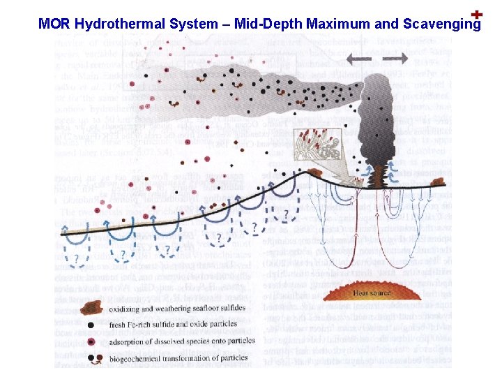 MOR Hydrothermal System – Mid-Depth Maximum and Scavenging 