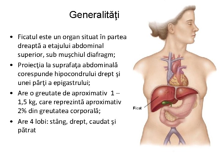 Generalităţi • Ficatul este un organ situat în partea dreaptă a etajului abdominal superior, Generalităţi • Ficatul este un organ situat în partea dreaptă a etajului abdominal superior,