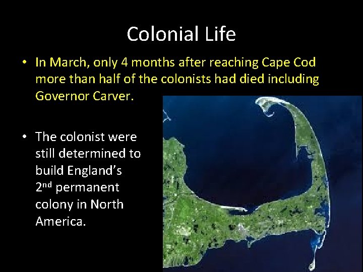 Colonial Life • In March, only 4 months after reaching Cape Cod more than