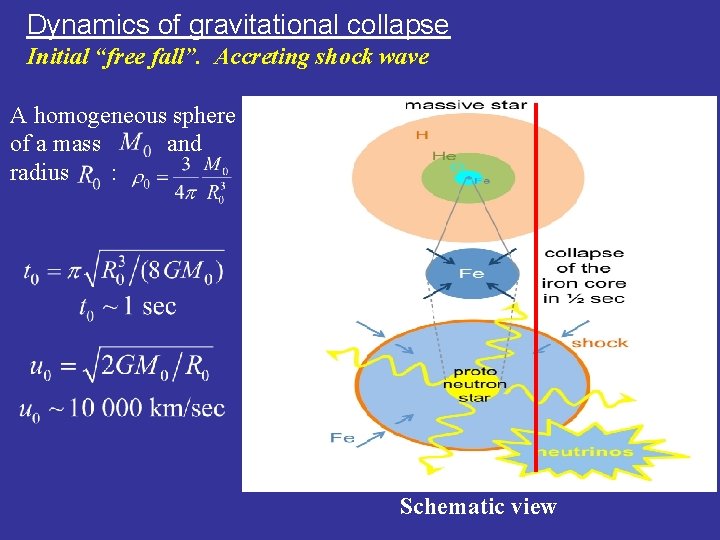 Dynamics of gravitational collapse Initial “free fall”. Accreting shock wave A homogeneous sphere of