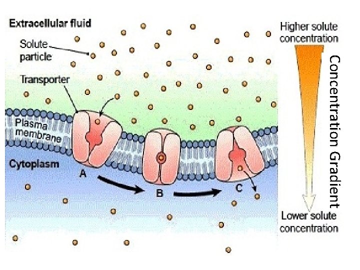 Cell Membrane Transport Enzymes Energy Unit 4 Review