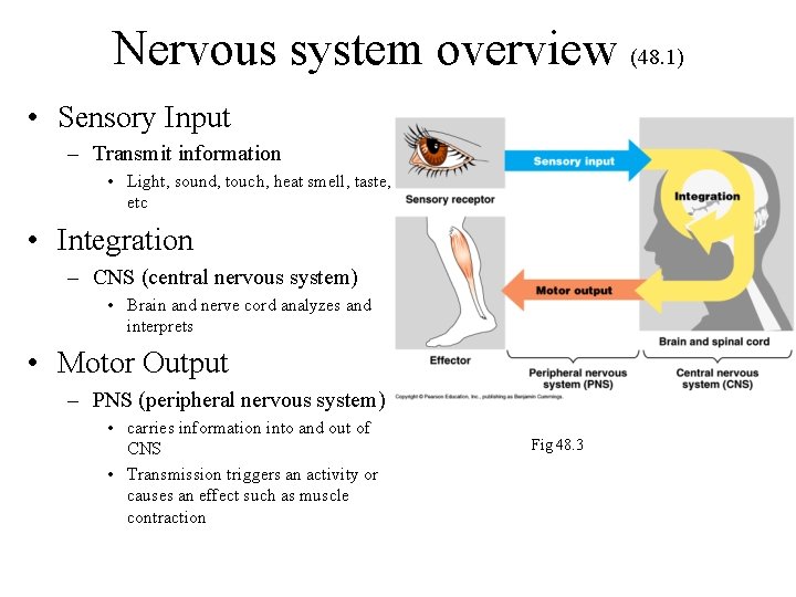 Nervous system overview (48. 1) • Sensory Input – Transmit information • Light, sound,