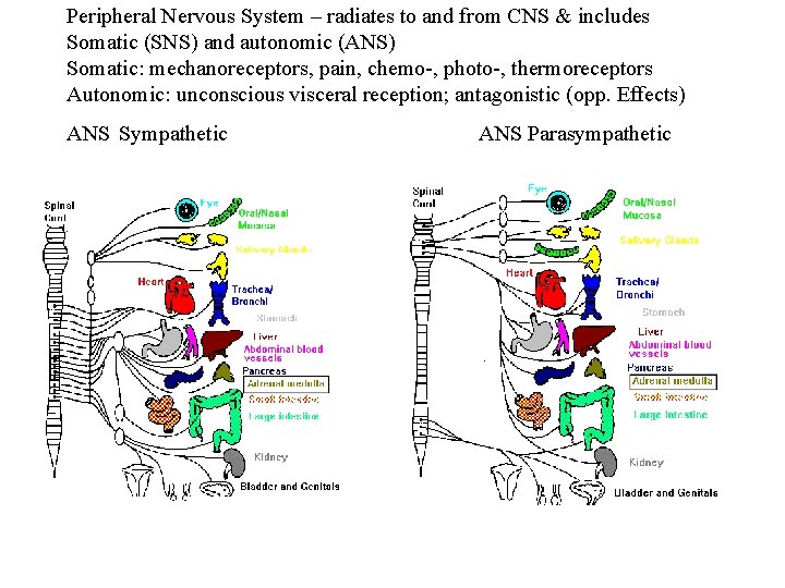 Peripheral Nervous System – radiates to and from CNS & includes Somatic (SNS) and