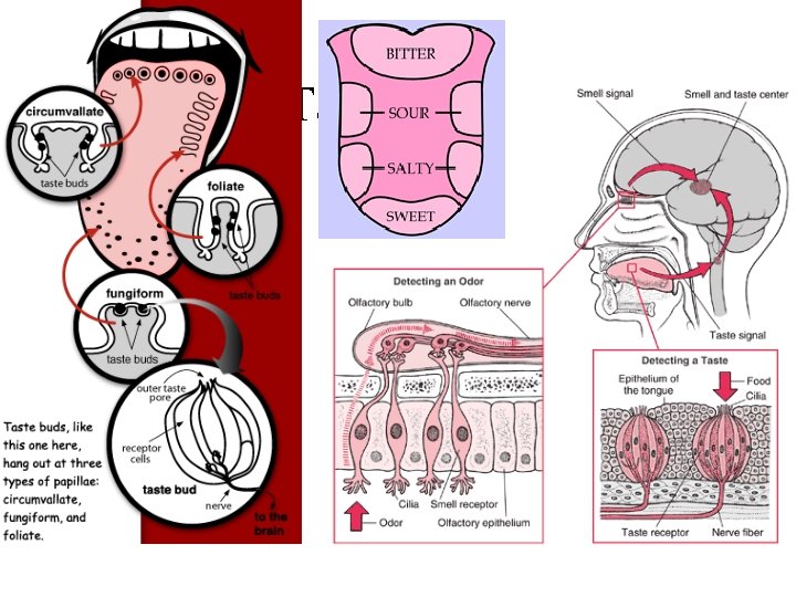 Taste/smell 