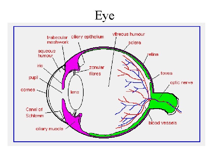 Eye 