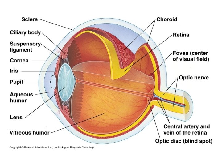 Eye from text 