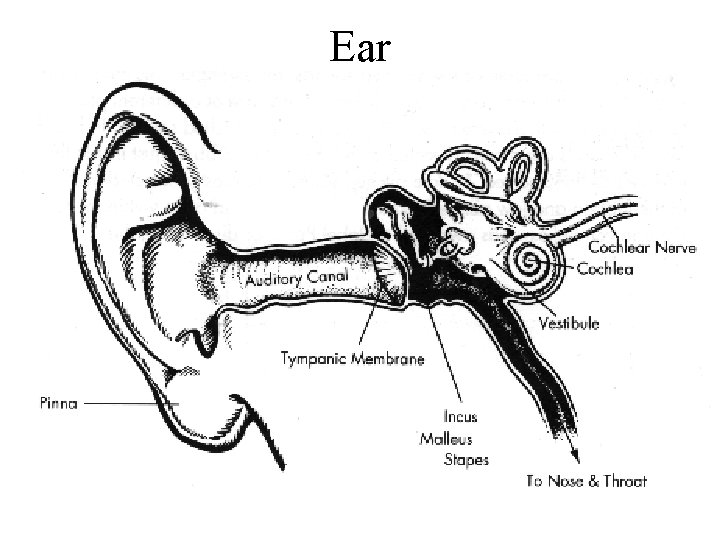 Ear 